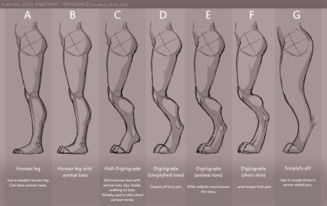 Anthro Legs Anatomy Reference Art Reference Poses Drawings
