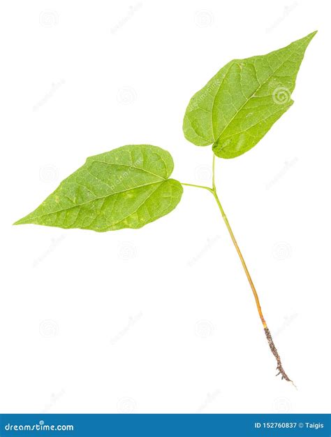 Young Lilac Tree With Roots Stock Image Image Of Plant Bark 152760837