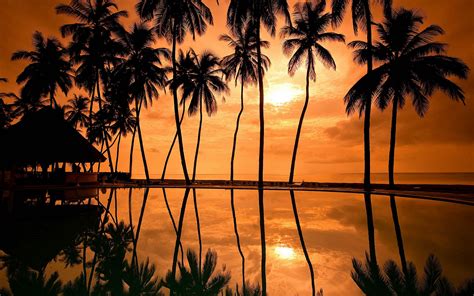 Kerala Götter Eigenes Land Hd Palme Desktop Hintergrund 2560x1600