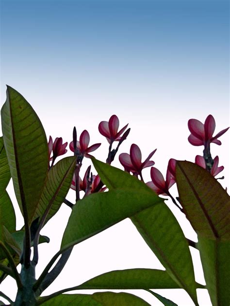 Stock Pictures: Chapha the tropical flower, Plumeria in English
