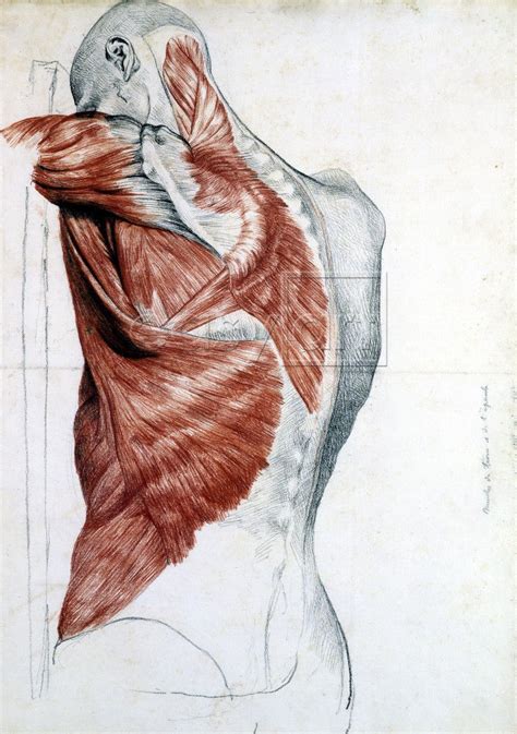 Back anatomy muscles and nerves, back leg muscle anatomy, horse back muscle anatomy, muscle anatomy of upper back muscle anatomy drawing 12 photos of the muscle anatomy drawing anatomy muscle sketches, arm muscle anatomy drawing, back muscle anatomy. Muscles of the back - latissimus dorsi, infraspinatus, teres major/minor, trapezius. | Anatomy ...