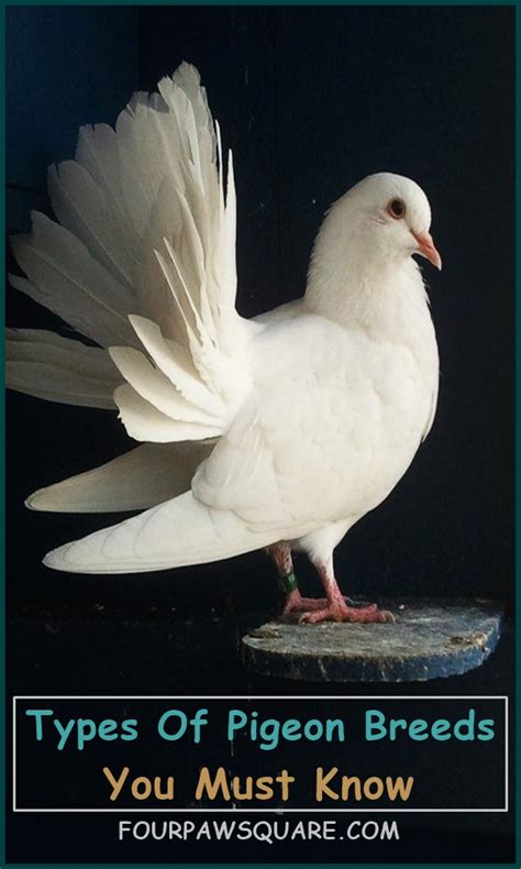 15 Types Of Pigeon Breeds You Must Know