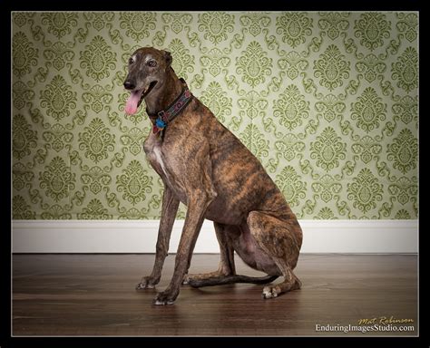 Enduring Images Photography Studio Dog Portrait Photographer
