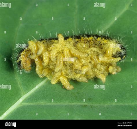 Avispa Parasitoide Cotesia Glomerata Que Emergen De Un Repollo Parasitised White Butterfly