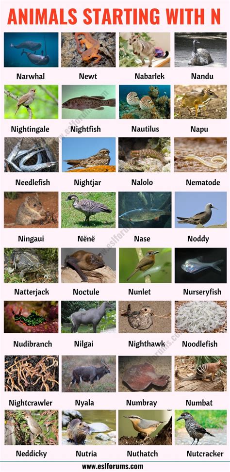 Animals That Start With N List Of 35 Animals Starting With N In