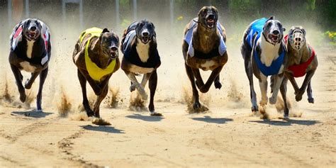 How Many Greyhound Tracks Are There In The Us
