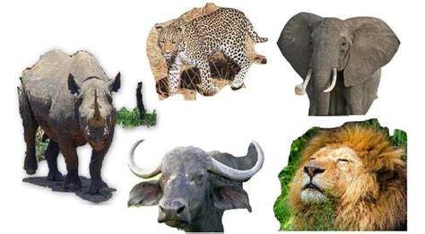 The Big Five Animals Southern Valley Safaris Blog