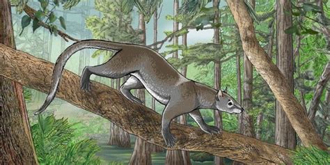 Tiny Carnivorous Mammal Ancestor Of Modern Species Discovered In