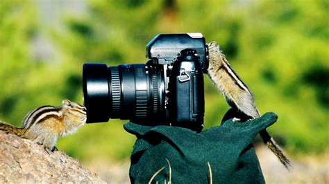 41 Hd Funny Animal Wallpapers 1080p On Wallpapersafari