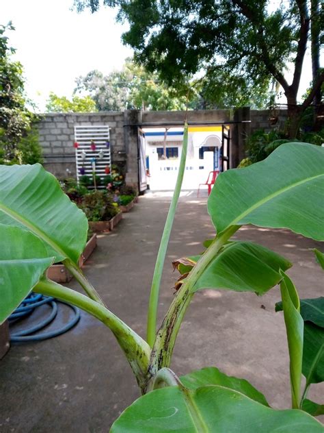 Banana Trees Green Orchid Nursery And Garden Center