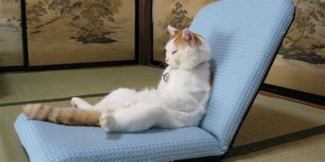 Cute Cats Sit Upright Like Humans Love Meow