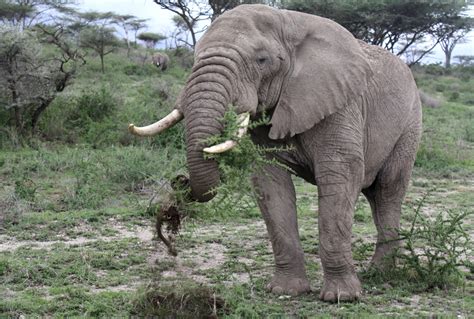 Ndutu 23 An Elephant Near Lake Ndutu Southern Serengeti Flickr