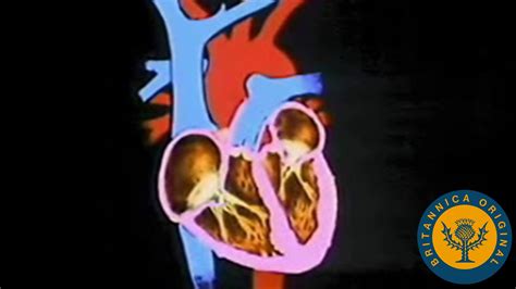 Structure And Function Of The Human Cardiovascular System Britannica