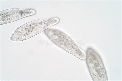 Paramecium Caudatum Is A Genus Of Unicellular Ciliated Protozoan Stock