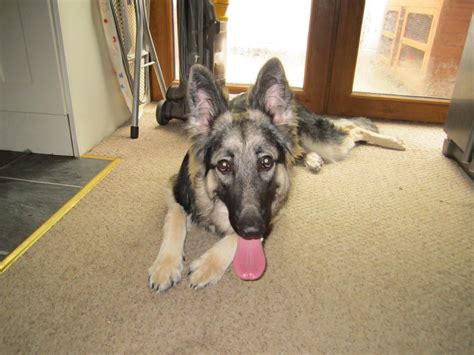 Female German Shepherd 8 Months Old Dover Kent Pets4homes