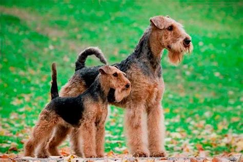 15 Interesting Facts About Airedale Terriers Page 4 Of 5 The Dogman