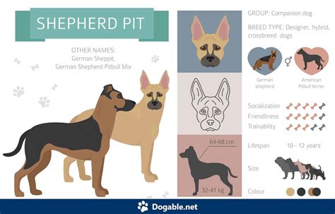 Learn About The German Shepherd Pitbull Mix Aka Shepherd