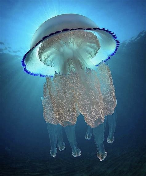 The Incredibly Stunning And Dangerous Barrel Jelly Fish In The Ocean
