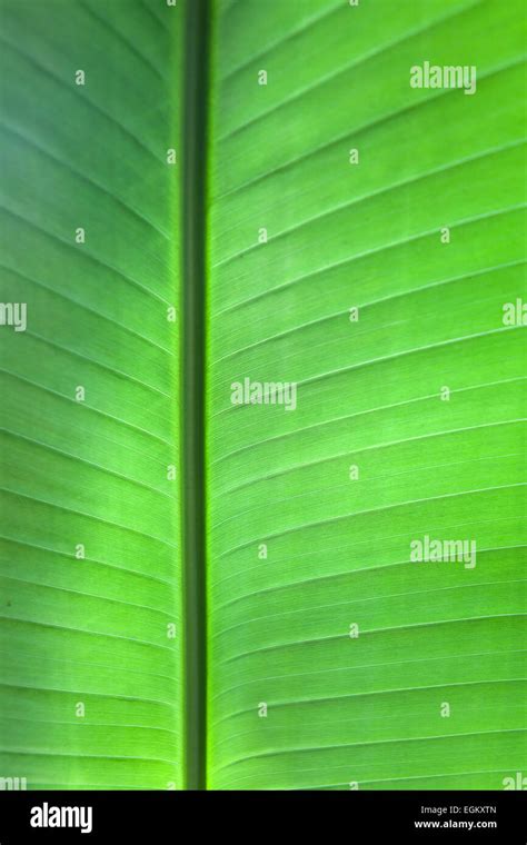 Tropical Leaf Background Stock Photo Alamy