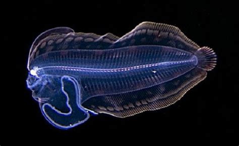 The Weirdest Translucent Sea Creatures