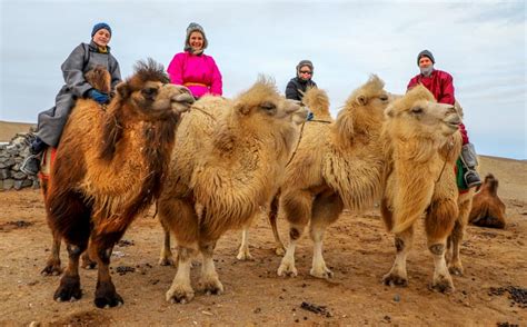 Mongolia Group Travel And Tours Thousand Camel Festival Gobi Desert Tour