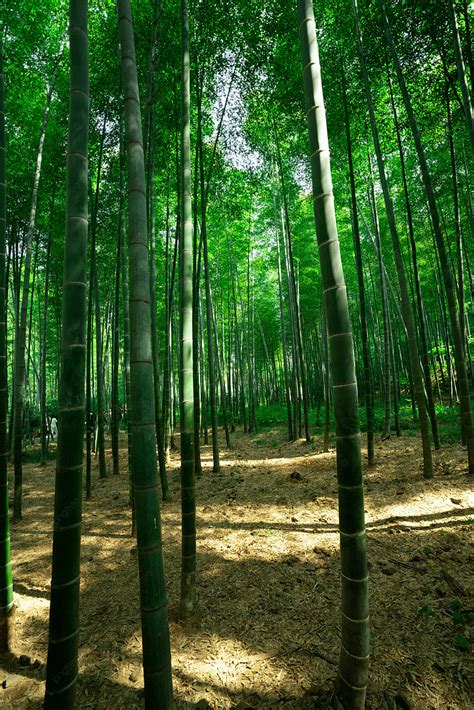 Nanshan Bamboo Sea Bamboo Forest Photography Map Background Nanshan
