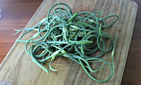 How To Preserve Garlic Scapes From The Garden Infused Olive Oil