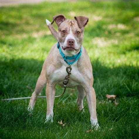 Johnny would love an active human or family to love him forever. TAPS Pekin, IL - TAPS Pekin, IL was live.