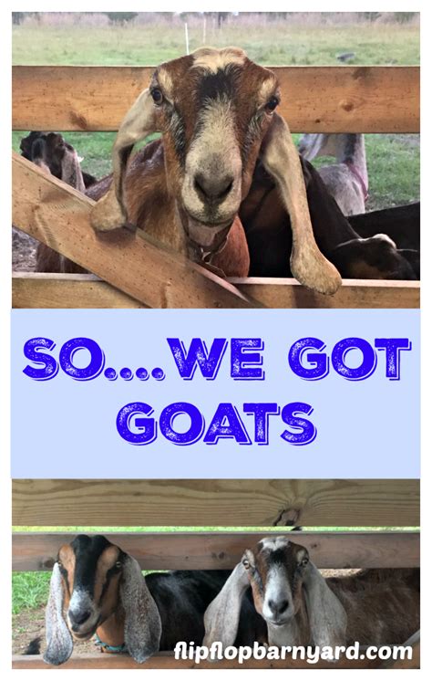 So We Got Goats Goats Goat Farming Goat Care