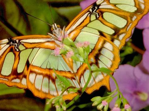 Beautiful Butterflies Butterflies Wallpaper 9481258 Fanpop