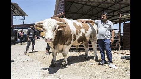 40 Bin Liraya Satılan Kurbanlık Boğa Alıcısını Bekliyor Youtube