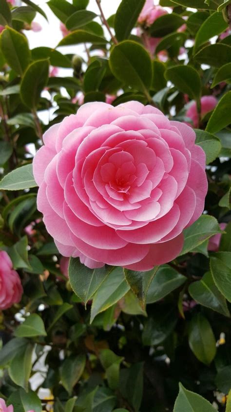 Camellia Japonica Pink Perfection Plants Camellia Organic Mulch