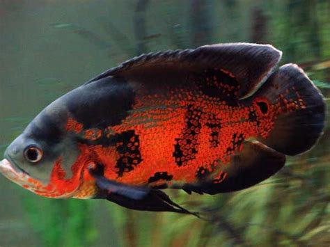 So it's best to keep one oscar or many oscars. As 25 melhores ideias de Oscar fish no Pinterest ...