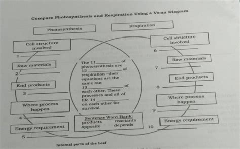Compare Photosynthesis And Respiration Using A Venn Diagram Brainly Ph