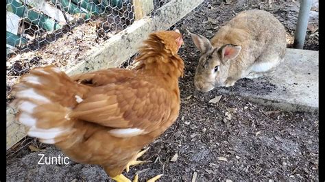 Rabbit Meets The Chickens For The First Time Youtube