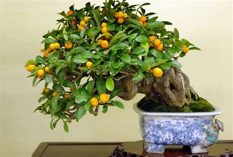 How To Bonsai Lemon Tree Bonsai Craft