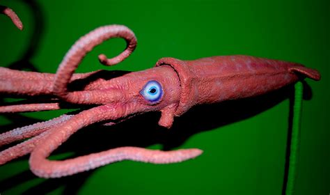 The Lone Animator: The Giant Squid: A Reluctant Puppet