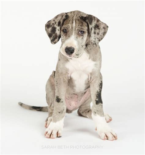 Great danes and great dane mixes. great dane rescue of minnesota + ... | Great dane rescue ...