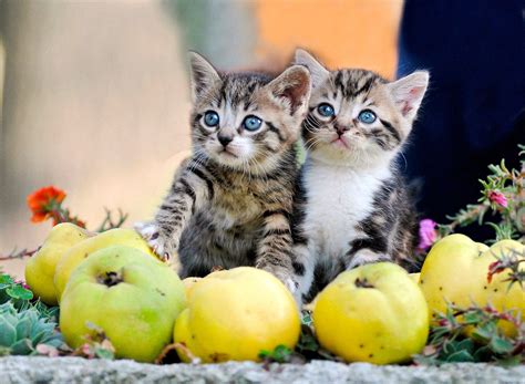Kittens Kitten Cat Cats Baby Cute S Wallpapers Hd Desktop And