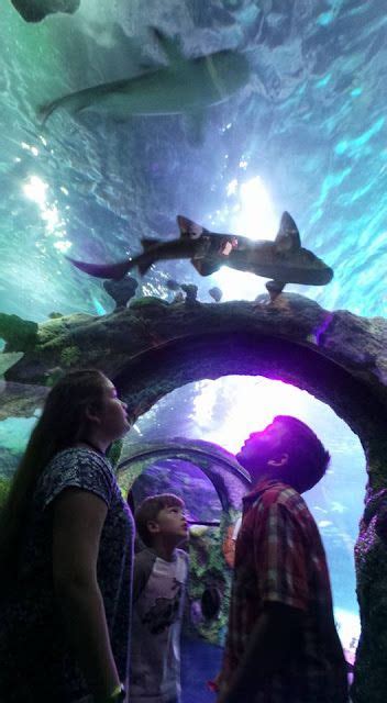 Sea Life Michigan Aquarium And Legoland Discovery Center Michigan
