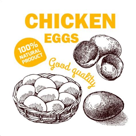 Hand Drawn Chicken Eggs Poster Vector 01 Free Download