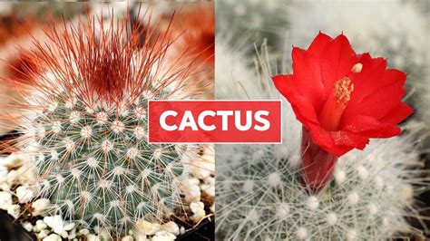Cactus 101 Care Tips And Unique Traits Youtube