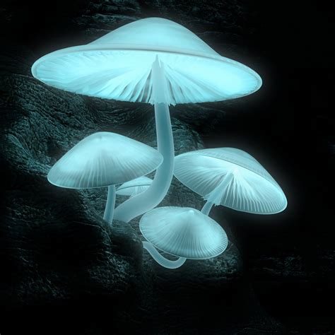 Luminescent Mushroom Cultures For Commercial Customers Stuffed
