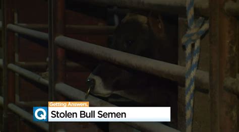 Bull Semen Worth Stolen From Turlock California Farmer S