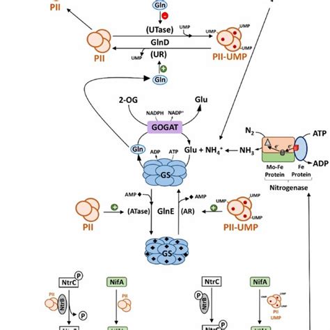 Regulation Of Nitrogen Metabolism By Pii Signal Transduction Proteins