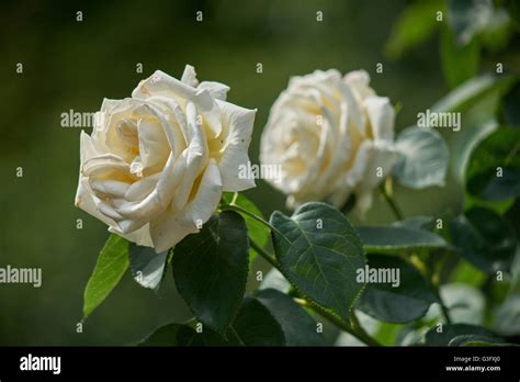 Two Beautiful White Roses Stock Photo Alamy