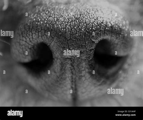 Close Up Of Dogs Nose Stock Photo Alamy