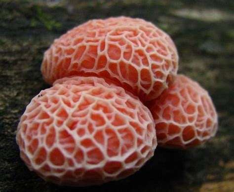 Another image of the incompairable Netted Rhodotus, Rhodotus palmatus ...