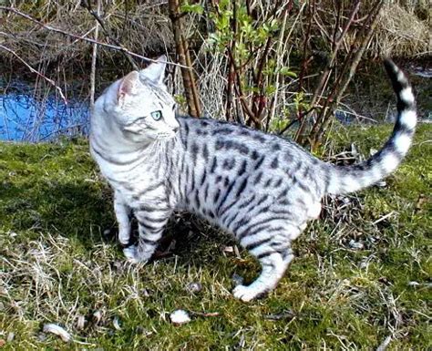 Silver Bengal Cat A Glimpse Into Elegance And Mystique Gloloy