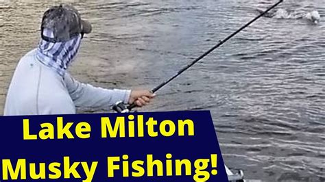 Lake Milton Musky Fishing Youtube